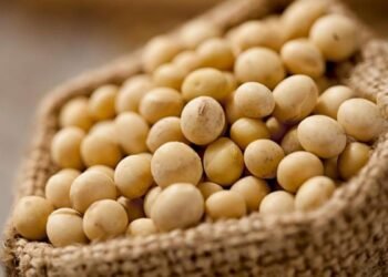 Aguaray y Salvador Mazza: Secuestran soja ilegal valuada en 20 millones de pesos.