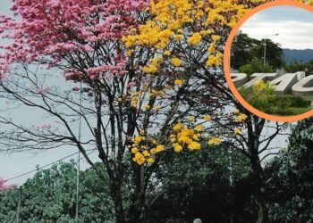 Tartagal | IDEÓN! Crean un circuito de lapachos en Tartagal.