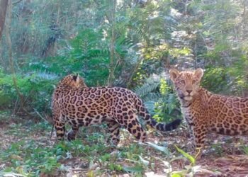 Luto en Foz de Iguazú: dos yaguaretés mataron a casi todos los flamencos del Parque de las Aves