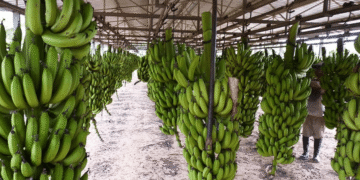 Salta ya tiene ley para proteger la banana local frente a la desregulación de Nación